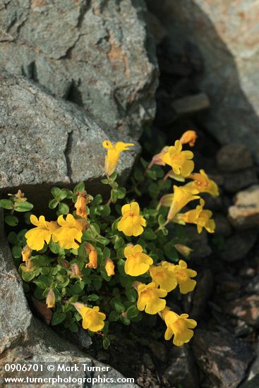 Erythranthe tilingii