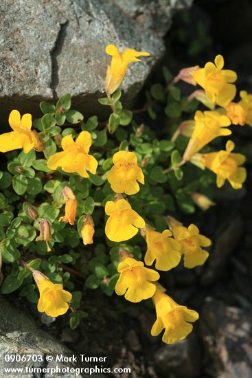 Erythranthe tilingii