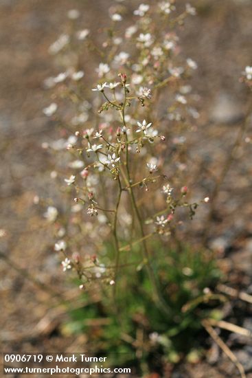 Micranthes ferruginea