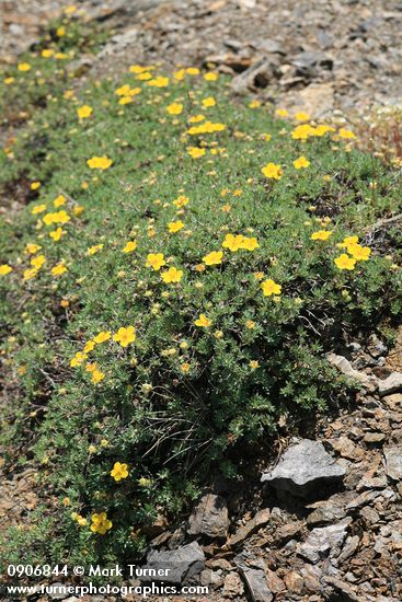Dasiphora fruticosa