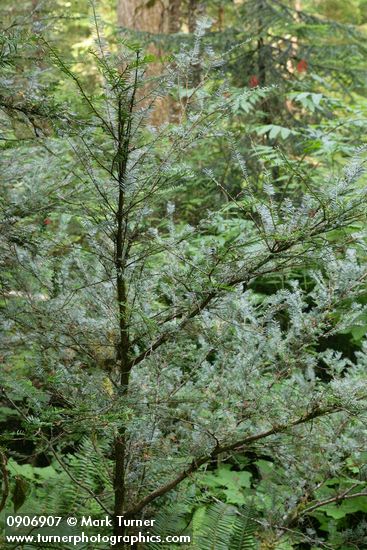 Western Yew