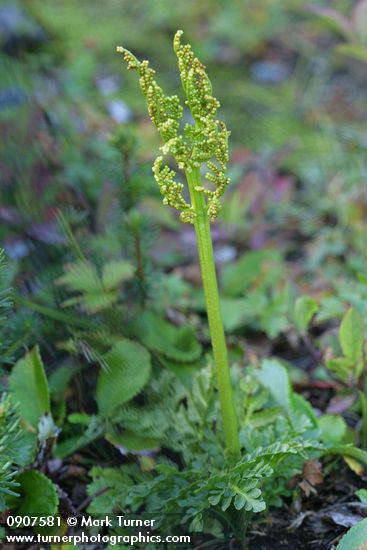 Leathery grapefern