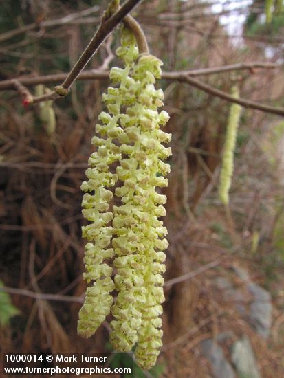 Common Filbert blossoms