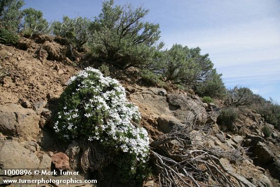 Hood's Phlox w/ Big Sagebrush soft bkgnd
