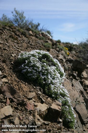 Hood's Phlox