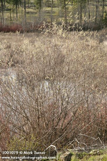 Scouler's Willow male at edge of pond
