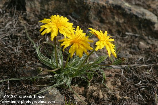 False Agoseris