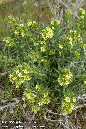 Columbia Puccoon
