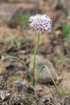 Rock Onion