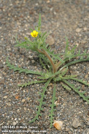 White-stemmed Stick-leaf