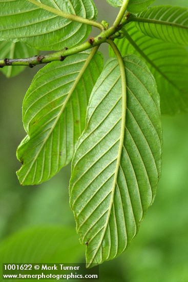 Cascara foliage underside detail