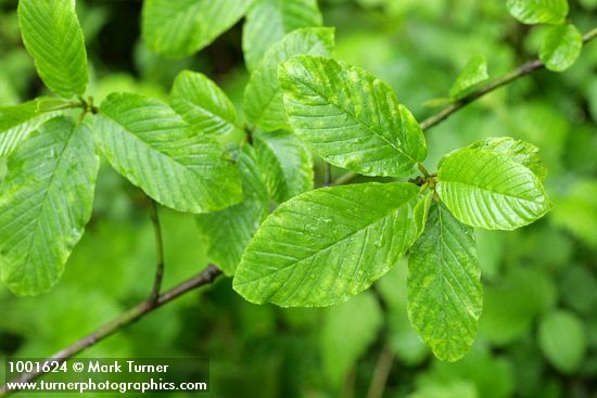 Cascara foliage