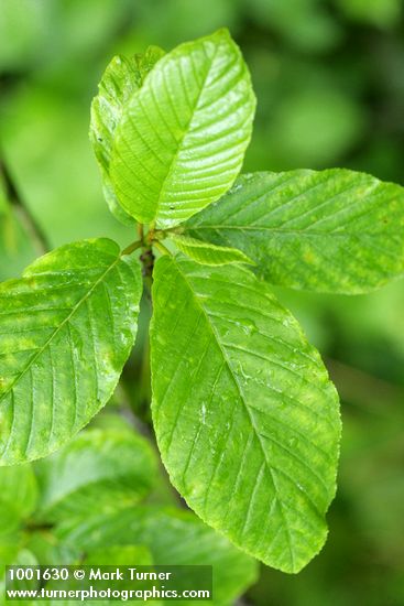 Cascara foliage