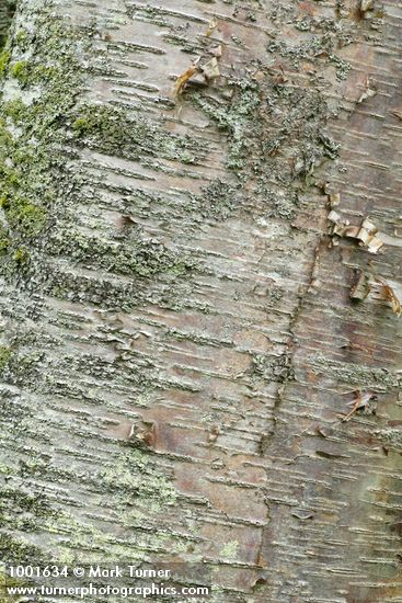 Paper Birch bark detail