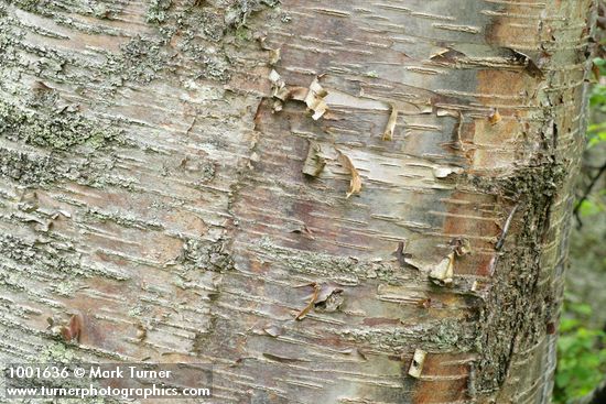 Paper Birch bark detail