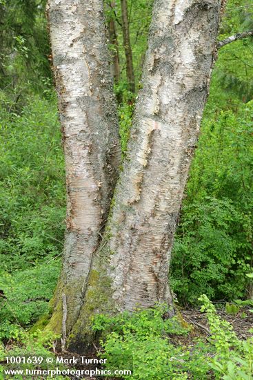 Paper Birch lower trunks