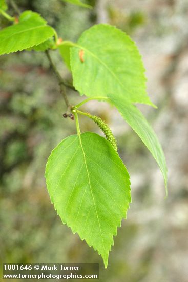 Paper Birch foliage & male catkin