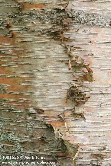 Paper Birch bark detail