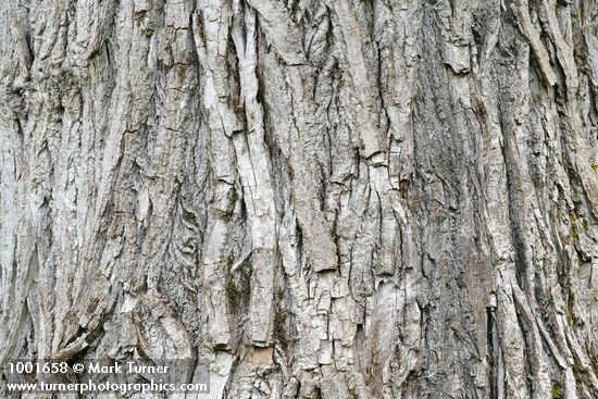 Black Cottonwood bark detail