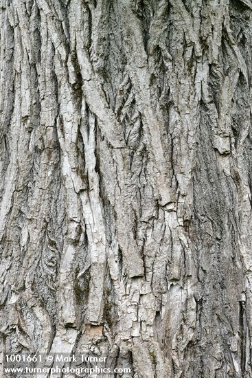 Black Cottonwood bark detail