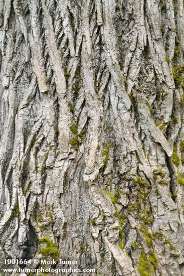 Black Cottonwood bark detail