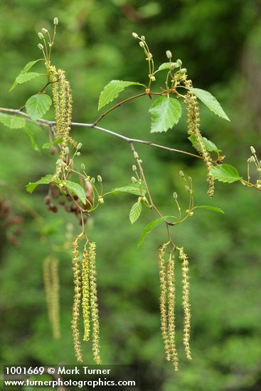Paper Birch foliage, female & male catkins