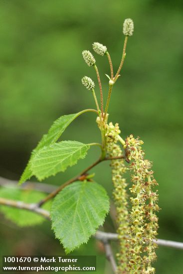 Paper Birch foliage, female & male catkins detail