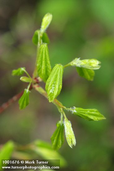 Vine Maple new foliage w/ raindrops