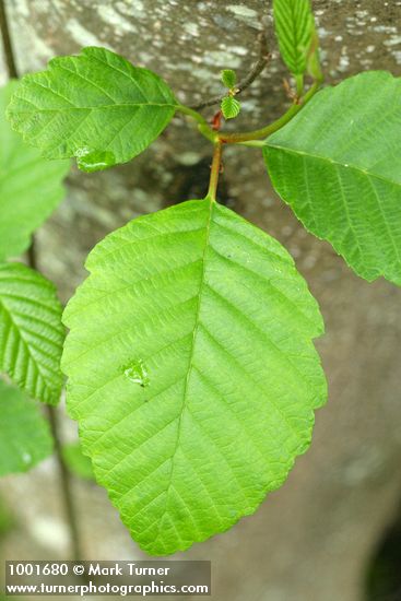 Red Alder foliage detail