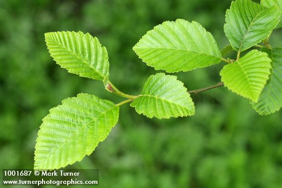 Red Alder new foliage