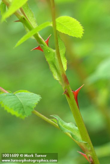 Nootka Rose new thorns detail