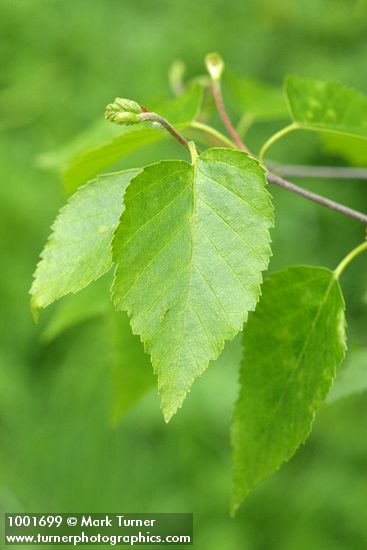 Paper Birch foliage detail