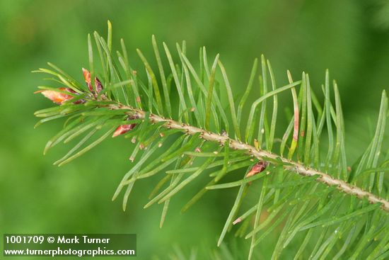 Douglas-fir twig detail