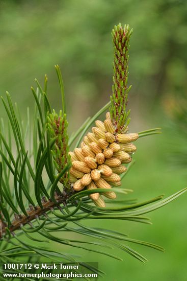 Shore Pine foliage & male cones detail