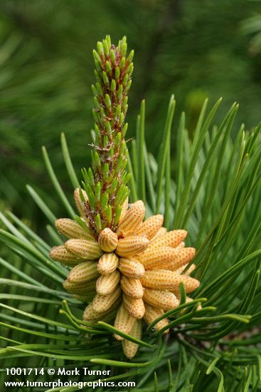 Shore Pine foliage & male cones detail