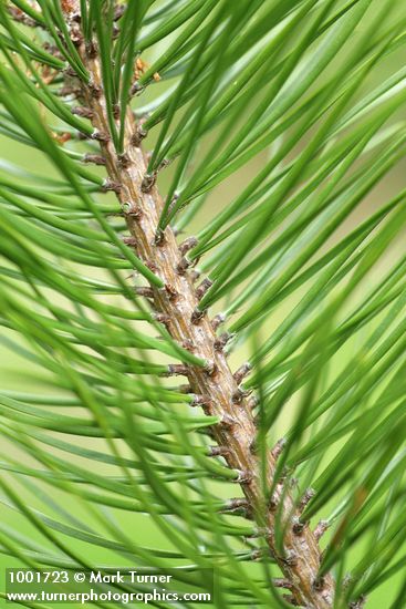 Shore Pine twig & foliage detail