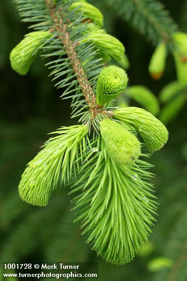 Sitka Spruce new foliage detail