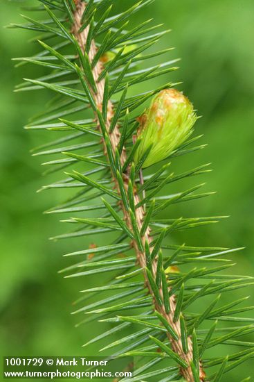 Sitka Spruce twig & needles detail