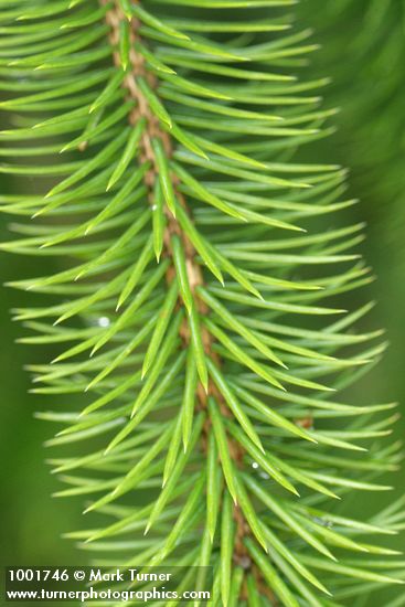 Sitka Spruce twig & needles detail