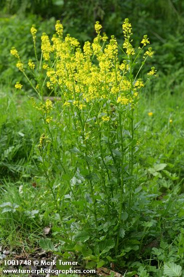 Field Mustard