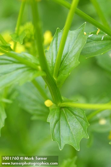 Field Mustard upper cauline leaves detail