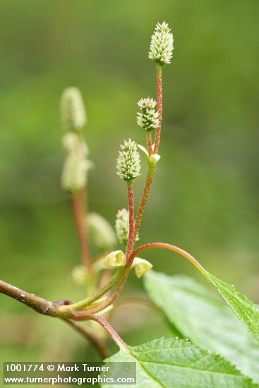 Paper Birch female catkins & foliage detail