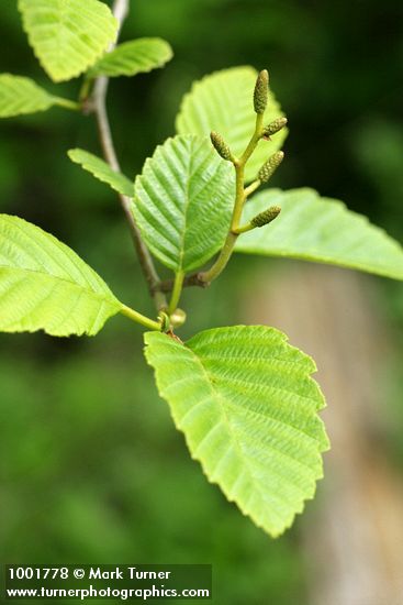 Red Alder foliage & female catkins