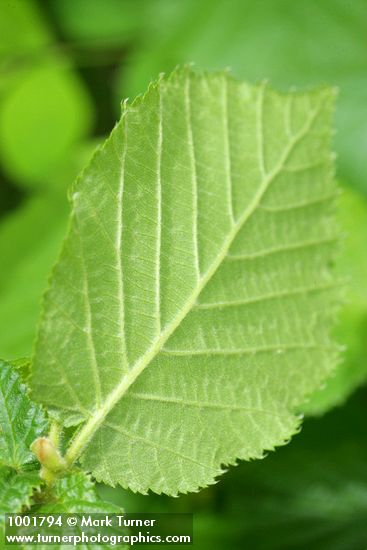 Hazelnut (Common Filbert) foliage underside detail