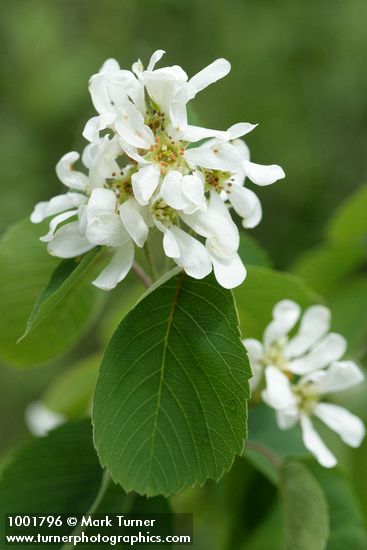 Serviceberry blossoms & foliage detail