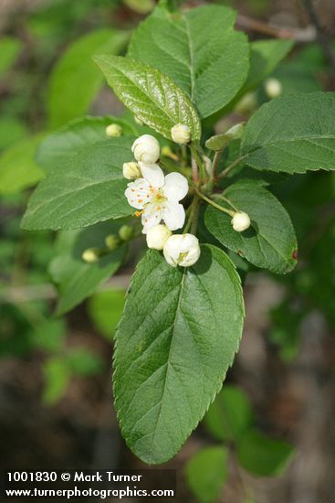 Pacific Crabapple blossoms & foliage
