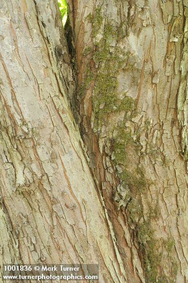 Pacific Crabapple bark
