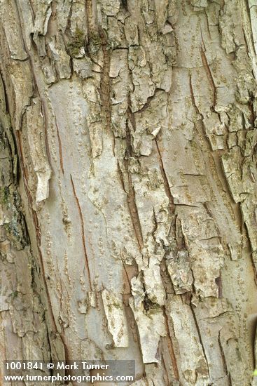 Pacific Crabapple bark