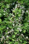 Trailing Blackberry