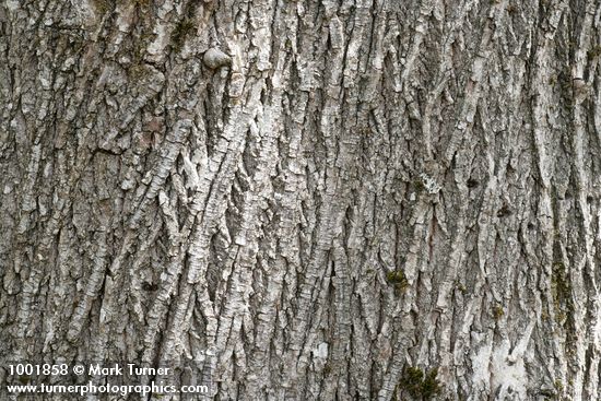 Bigleaf Maple bark